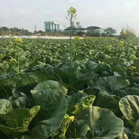蔬菜基地