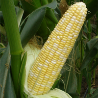 玉米